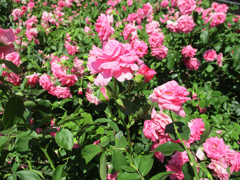 薔薇の花